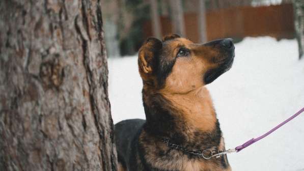 Заботушка, самый добрый пёс на свете в Санкт-Петербурге фото 6