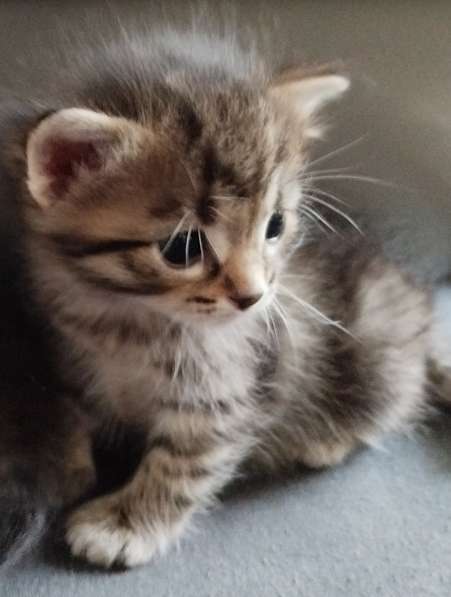 Котятам скоро месяц. Продам по 70