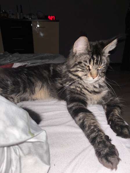 Мейн-Кун в Новосибирске