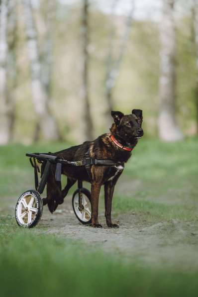 Маленькая собачка-спинальник Кения в самые добрые руки в Москве фото 9