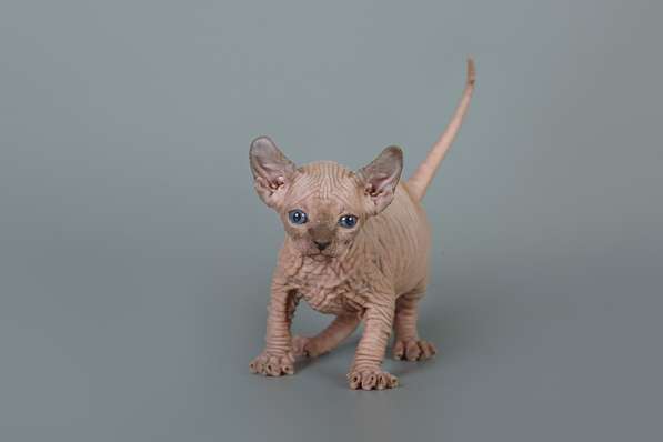 Гуманоид? Котёнок Эльф, бамбино, двэльф, сфинкс! в Ярославле фото 11