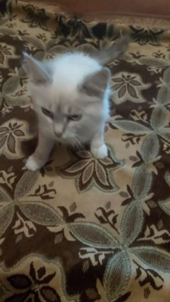 Котенок Снежинка в Брянске