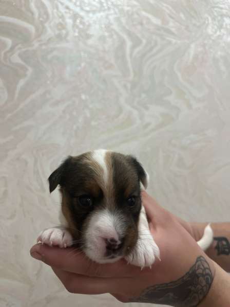 Щенки Джек Рассел терьер в Москве фото 3