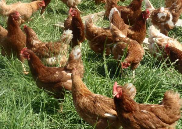 Куры несушки с бесплатной доставкой в Егорлыкской