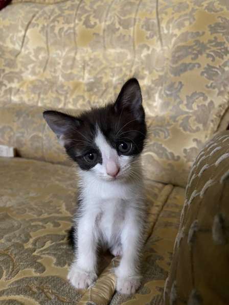 Котёнок в Уфе фото 6