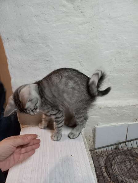 Кольцехвостый котенок American ringtail cat