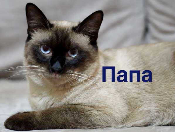 Тайский котёнок в Ростове-на-Дону