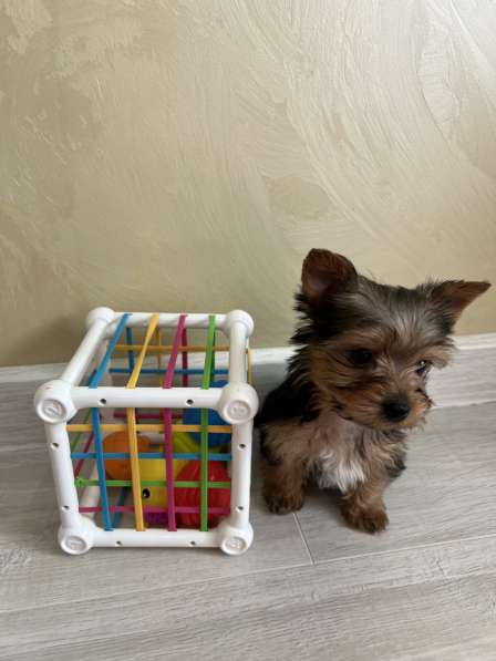 Йоркширский терьер мини в Геленджике