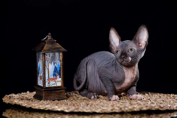 Эльфы, Двэльфы, бамбино или сфинксы - магические кошки в Керчи фото 3