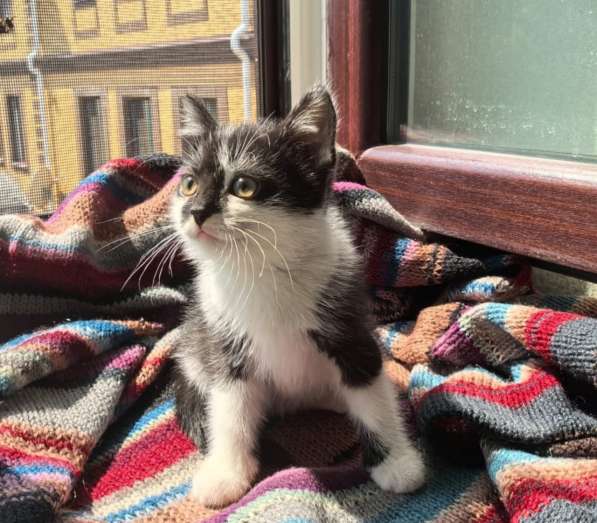Котенок в добрые руки. Веселая Мазурка в Москве