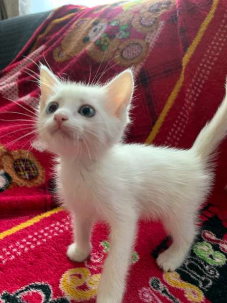 Отдаю котят в добрые руки в Волгограде фото 6