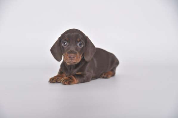 Клубные щенки Таксы гладкошерстные мини и кроличьи в Москве фото 4