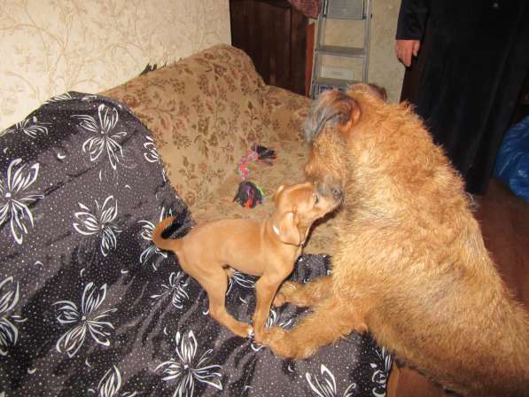 Ирландский терьер в Москве фото 3