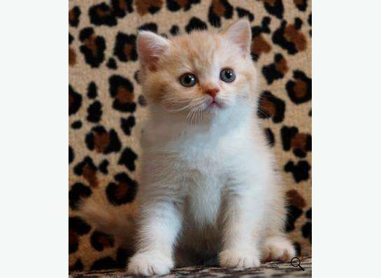 Коты и кошки британские в Новокузнецке фото 22