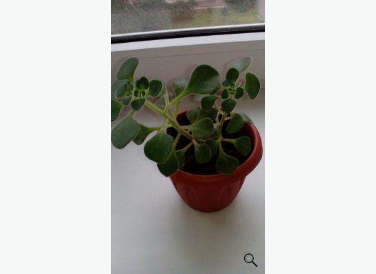 Комнатные цветы- АЛОЭ_ВЕРА в Екатеринбурге фото 5