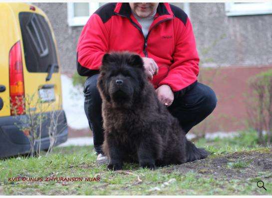 Щенки чау-чау в Москве фото 10