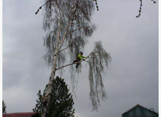 Спил, снос, удаление аварийных деревьев в Новосибирске фото 5