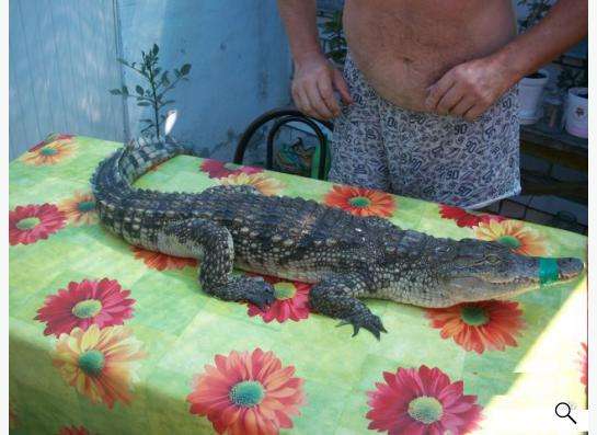 Нильский крокодил в Краснодаре фото 3
