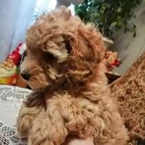 Той Пуделя щеночки, в Волгограде