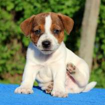 Джек расел Новый Уренгой, в Новом Уренгое