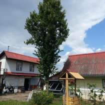 Взрослое дерево липа 8 м, в г.Минск