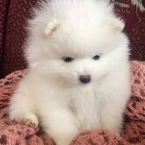 Pomeranian spitz, в г.Киев