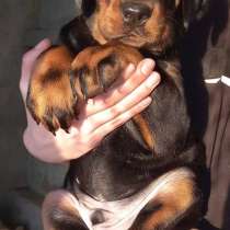 Щенки добермана, в Иркутске