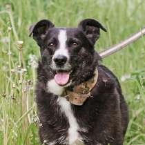 Небольшой ласковый пёсик Джек в добрые руки, в Москве