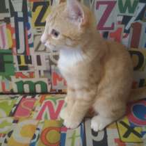 Даром котенок Симба, в Москве