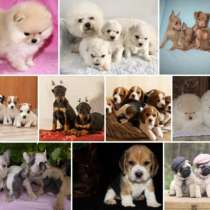 Питомник щенков Новосибирске, в Новосибирске