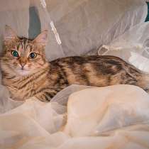 Кошечка Машка из нашего приюта ждет встречи с хозяевами, в Москве