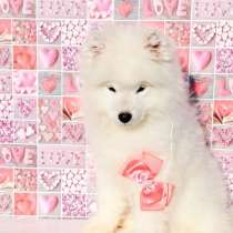 Самоеды щеночки 2.5мес, привиты, в Санкт-Петербурге