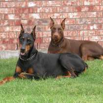 Доберман Калуга, в Калуге
