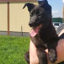 Бэлла-маленькая черная жемчужинка ищет семью!, в Москве