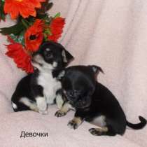 Гладкошерстная девочка чихуа, в Санкт-Петербурге