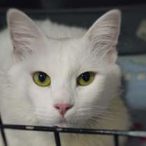 Чудесная Камешка ждет встречи с новой семьей, в Москве