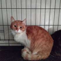 Рыжий кот Яша в дар, в Москве