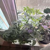 Цветок в горшке шеффлера, в Ростове-на-Дону