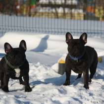 Французский бульдог подрощенные тигровые девочки, в Москве