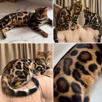Бенгальские котята, в Москве
