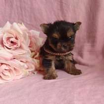 Йоркширский терьер девочка, в Москве