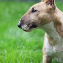 Щенок мини бультерьер, мальчик, в Москве