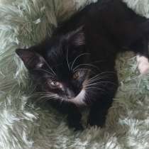 Котенок Ярик, в Санкт-Петербурге