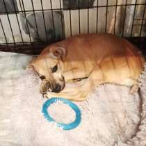 Маленький, трогательный малыш, в г.Санкт-Петербург