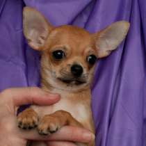 Чихуахуа Якутск, в Якутске