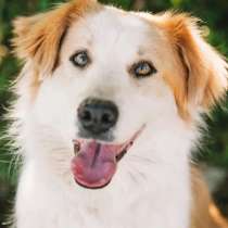 Умница и красавица Деми ищет дом!, в Москве