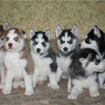 Хаски Екатеринбурге, в Екатеринбурге