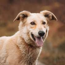 Ласковая, добрая, любящая собака Стеша ищет дом, в Москве