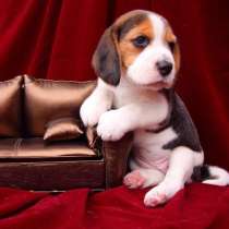 Бигль Сахалин, в Южно-Сахалинске