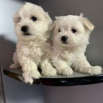 Щеночки мальтийской болонки (мальтезе), в Самаре
